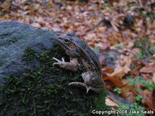 Southern Leopard Frog (Lithobates sphenocephalus utricularius)