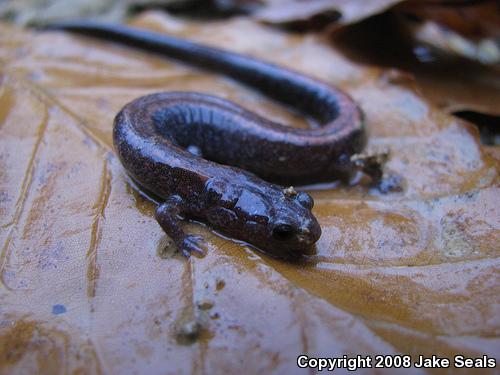 Eastern Red-backed Salamander (Plethodon cinereus)