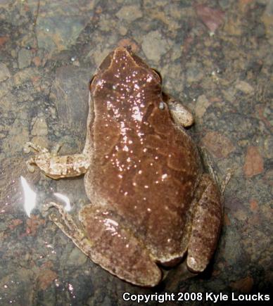 Northern Spring Peeper (Pseudacris crucifer crucifer)