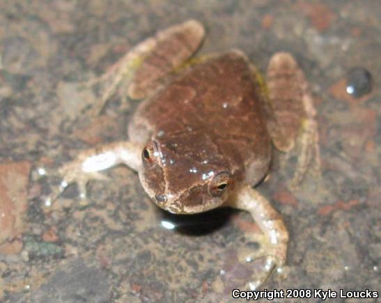 Northern Spring Peeper (Pseudacris crucifer crucifer)