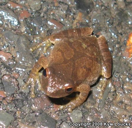 Northern Spring Peeper (Pseudacris crucifer crucifer)