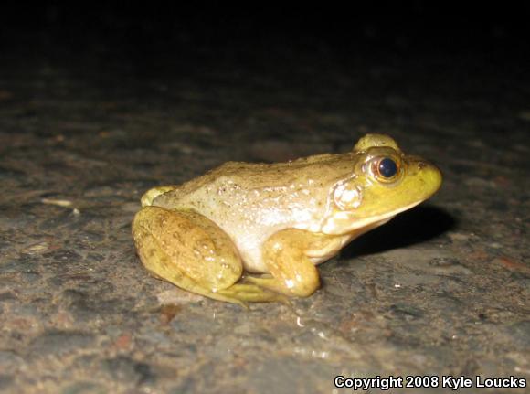 American Bullfrog (Lithobates catesbeianus)