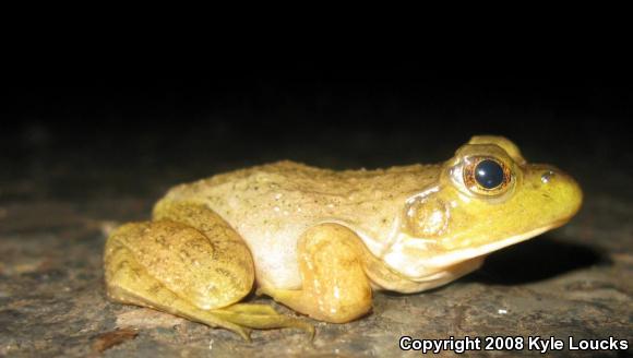 American Bullfrog (Lithobates catesbeianus)