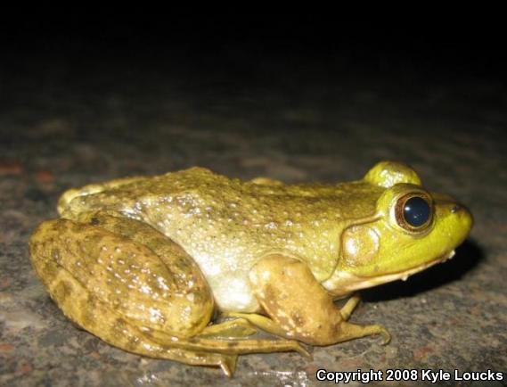 American Bullfrog (Lithobates catesbeianus)