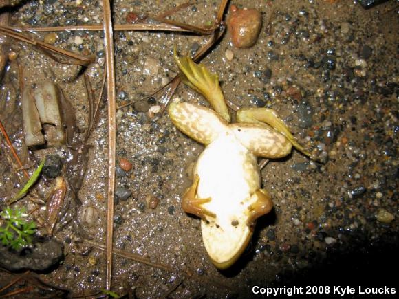 American Bullfrog (Lithobates catesbeianus)