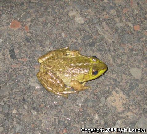 American Bullfrog (Lithobates catesbeianus)