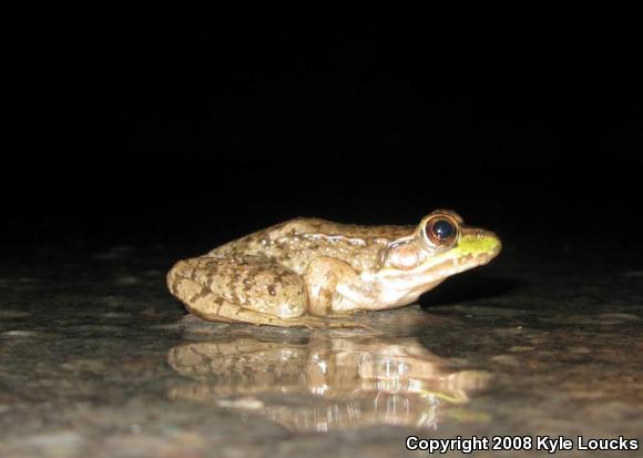 Northern Green Frog (Lithobates clamitans melanota)