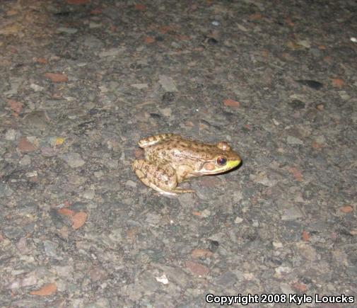 Northern Green Frog (Lithobates clamitans melanota)