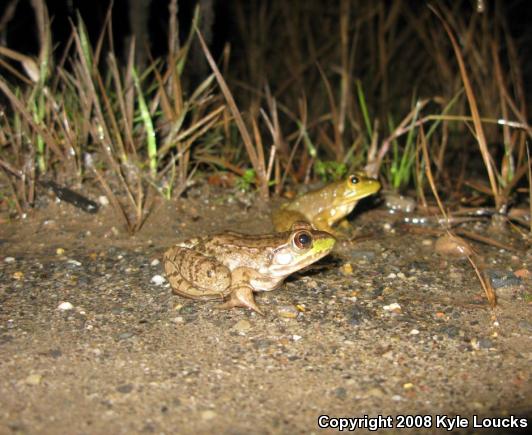 Northern Green Frog (Lithobates clamitans melanota)