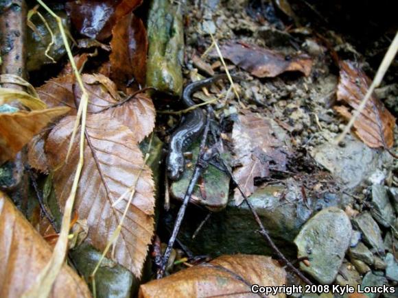 Northern Dusky Salamander (Desmognathus fuscus)