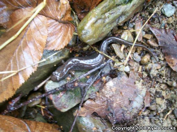 Northern Dusky Salamander (Desmognathus fuscus)