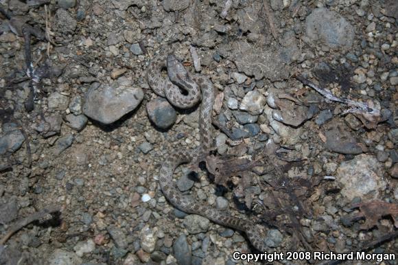 San Diego Nightsnake (Hypsiglena ochrorhyncha klauberi)