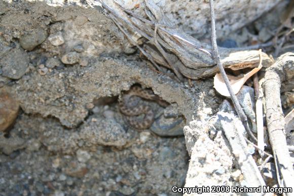 San Diego Nightsnake (Hypsiglena ochrorhyncha klauberi)