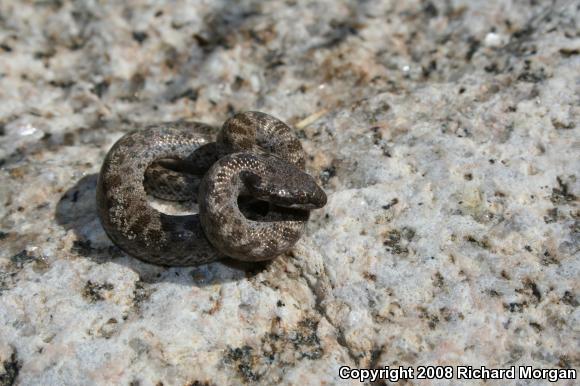 San Diego Nightsnake (Hypsiglena ochrorhyncha klauberi)