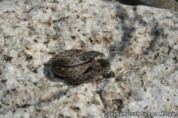 San Diego Nightsnake (Hypsiglena ochrorhyncha klauberi)