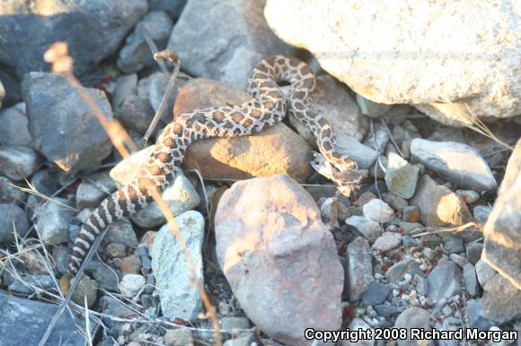 Southern Pacific Rattlesnake (Crotalus oreganus helleri)