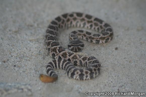 Southern Pacific Rattlesnake (Crotalus oreganus helleri)