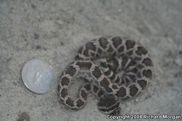 Southern Pacific Rattlesnake (Crotalus oreganus helleri)