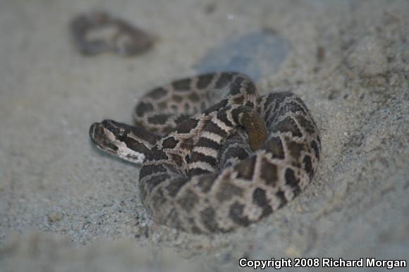 Southern Pacific Rattlesnake (Crotalus oreganus helleri)