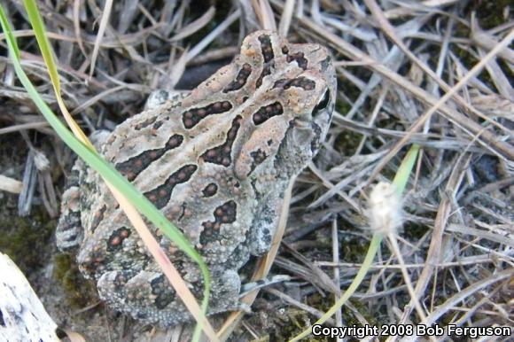 Fowler's Toad (Anaxyrus fowleri)