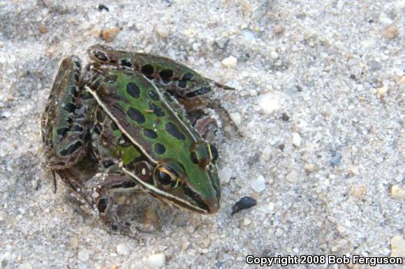 Southern Leopard Frog (Lithobates sphenocephalus utricularius)