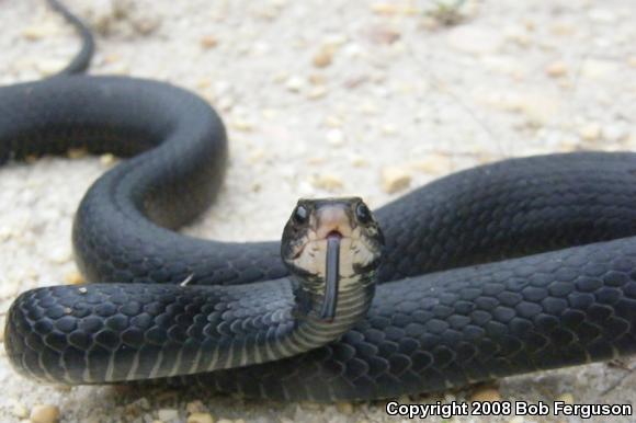 Northern  Black Racer (Coluber constrictor constrictor)