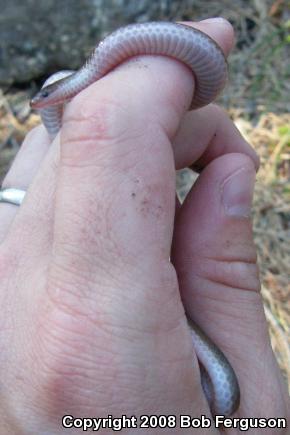 Eastern Wormsnake (Carphophis amoenus amoenus)