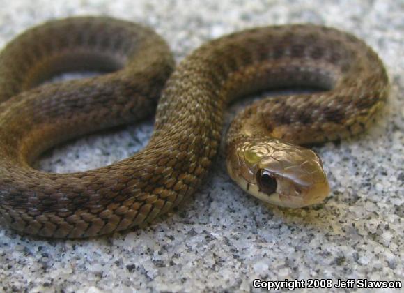 Eastern Gartersnake (Thamnophis sirtalis sirtalis)