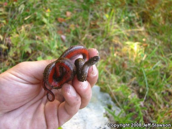 Northern Red-bellied Snake (Storeria occipitomaculata occipitomaculata)