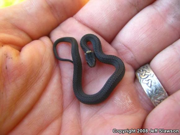 Northern Red-bellied Snake (Storeria occipitomaculata occipitomaculata)