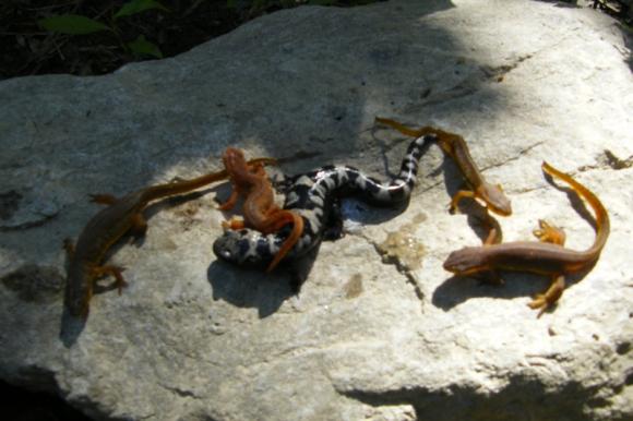 Red-Spotted Newt (Notophthalmus viridescens viridescens)