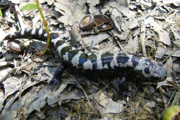 Marbled Salamander (Ambystoma opacum)