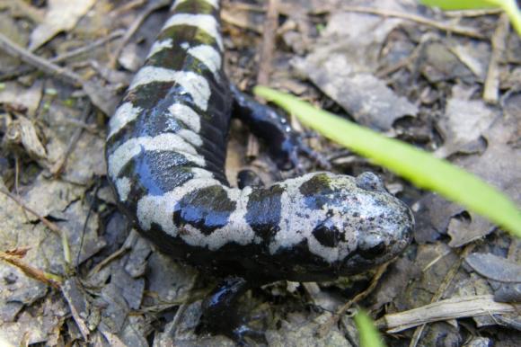 Marbled Salamander (Ambystoma opacum)