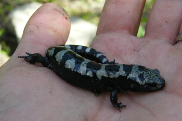 Marbled Salamander (Ambystoma opacum)