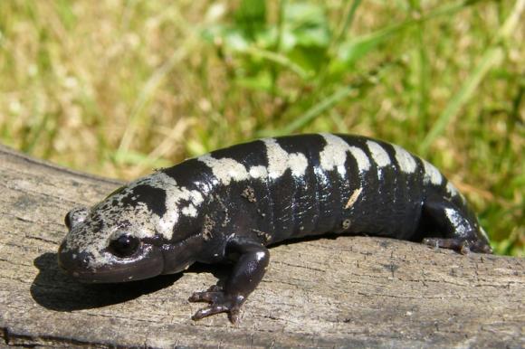 Marbled Salamander (Ambystoma opacum)