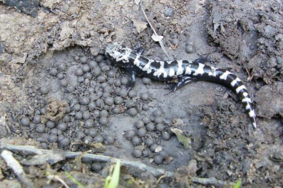 Marbled Salamander (Ambystoma opacum)