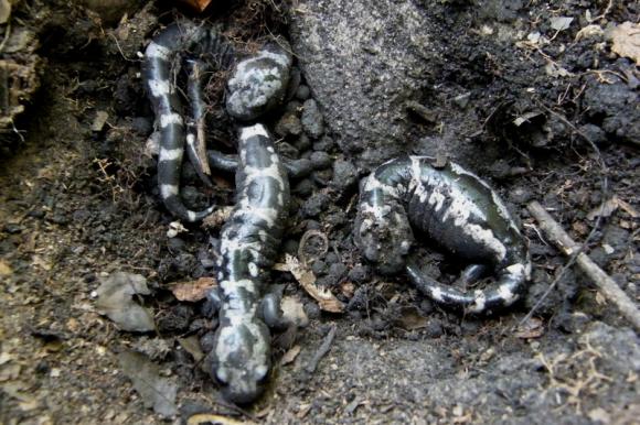 Marbled Salamander (Ambystoma opacum)