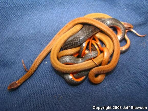 Northern Red-bellied Snake (Storeria occipitomaculata occipitomaculata)