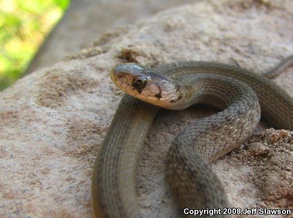 Northern Brownsnake (Storeria dekayi dekayi)