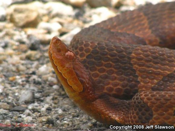 Northern  Copperhead (Agkistrodon contortrix mokasen)