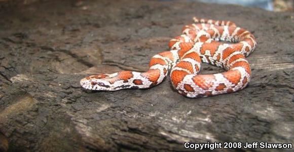 Eastern Milksnake (Lampropeltis triangulum triangulum)