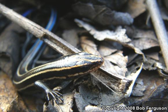 Five-lined Skink (Plestiodon fasciatus)