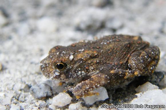 Fowler's Toad (Anaxyrus fowleri)