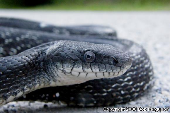 Black Ratsnake (Pantherophis obsoletus obsoletus)