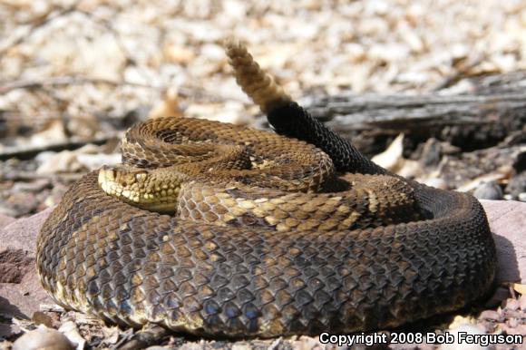 Timber Rattlesnake (Crotalus horridus)