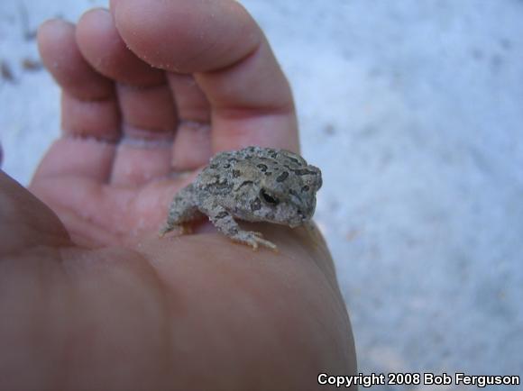 Fowler's Toad (Anaxyrus fowleri)