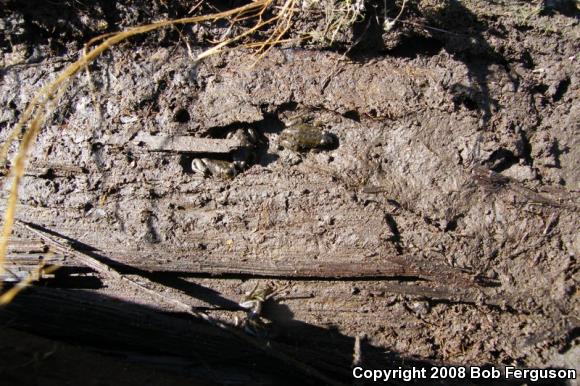 Carpenter Frog (Lithobates virgatipes)