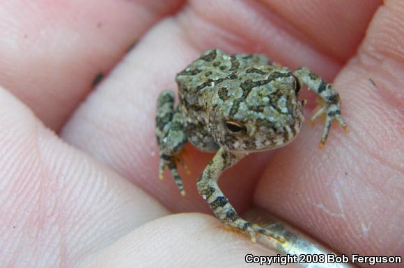 Fowler's Toad (Anaxyrus fowleri)