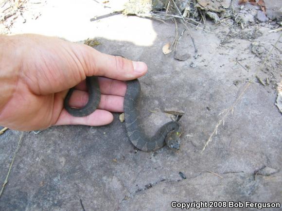 Northern Watersnake (Nerodia sipedon sipedon)