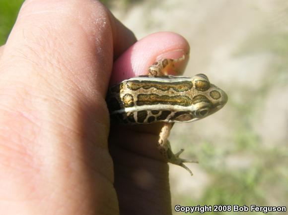 Pickerel Frog (Lithobates palustris)